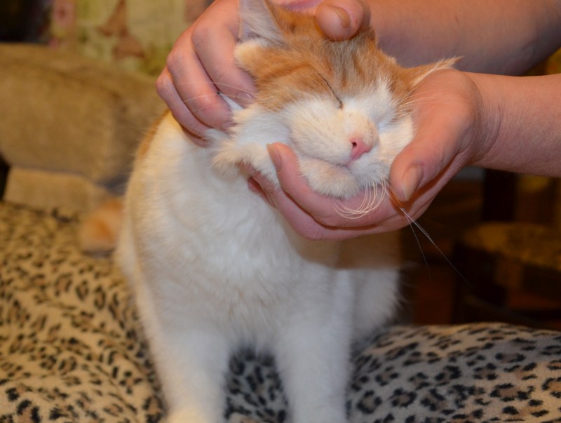 У кота на подбородке болячки что это