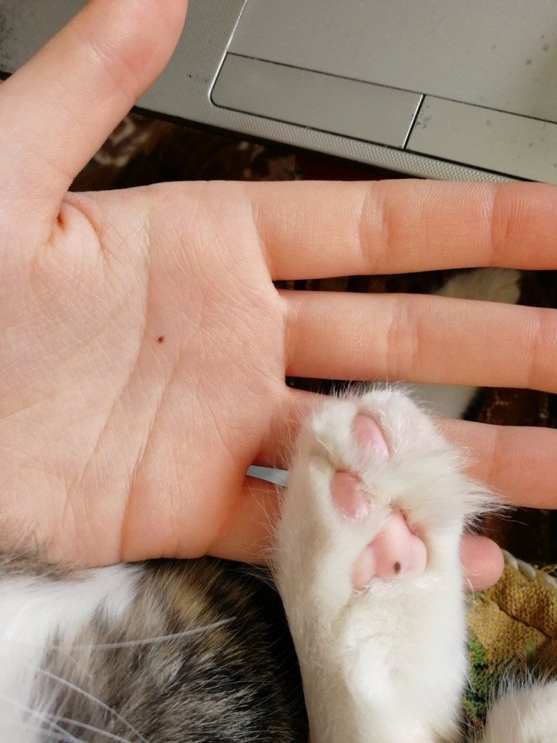 Есть ли у котов веснушки