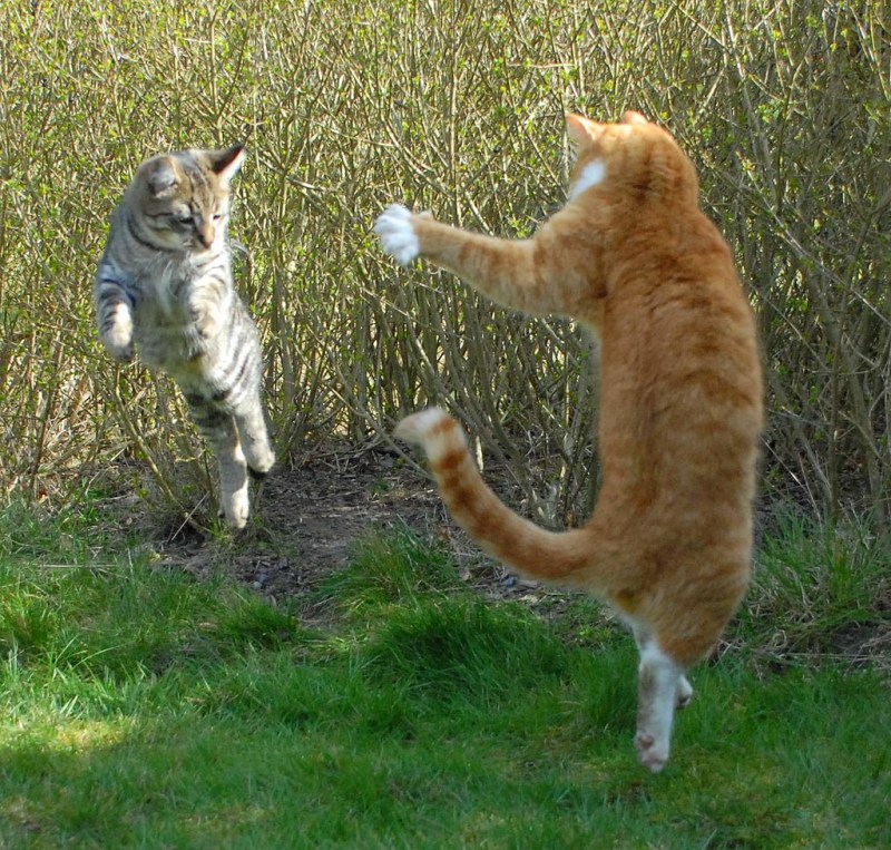 Котики дерутся