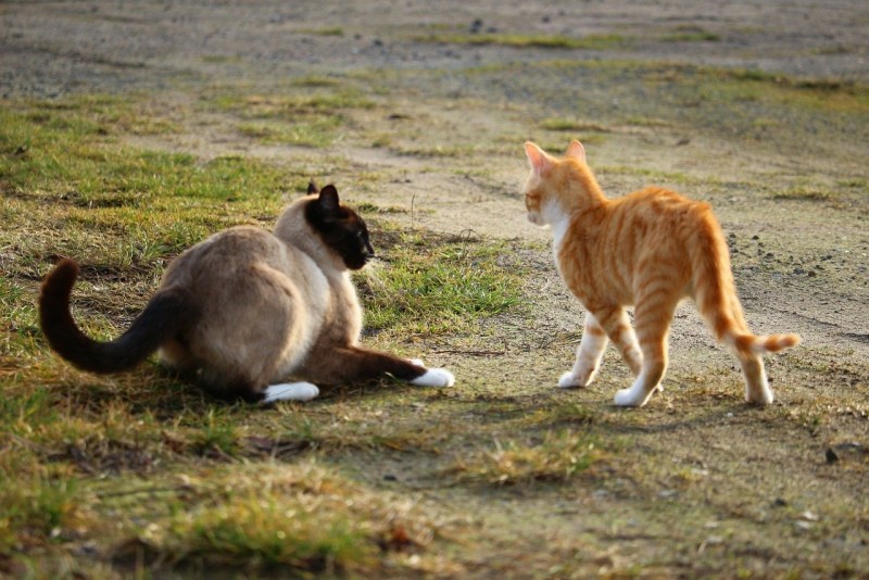 Кошки поругались