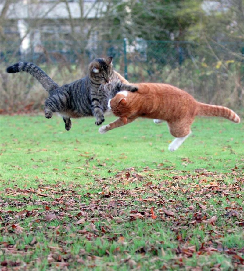 Коты спорят