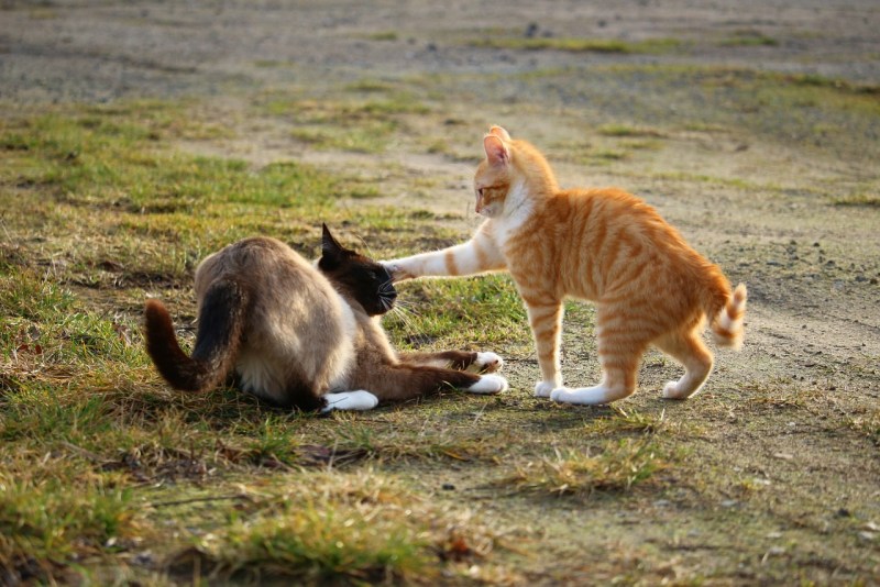 Коты драка