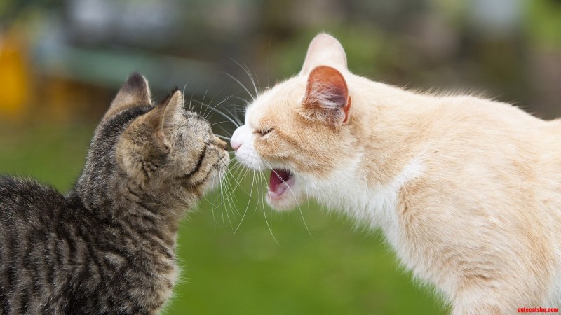 Коты драчуны
