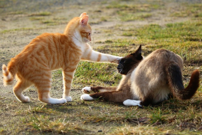 Коты сцепились хвостами