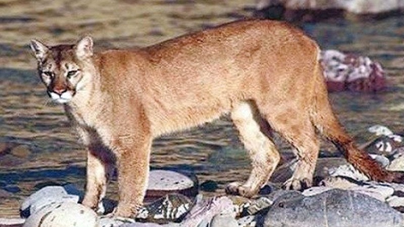 Cougar or Puma