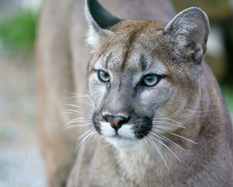 Флоридская Пума (Puma concolor coryi)