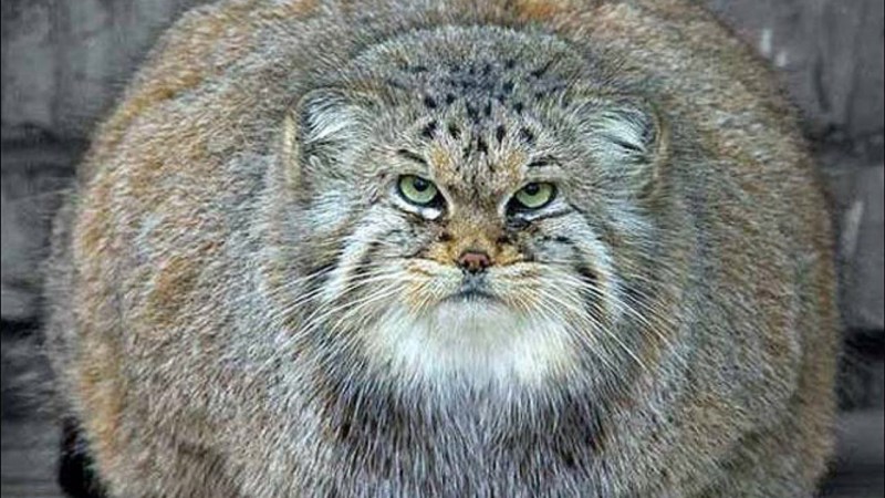 Манул кошка