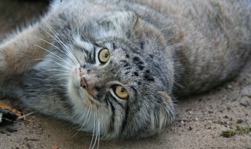 Кот Манул злой