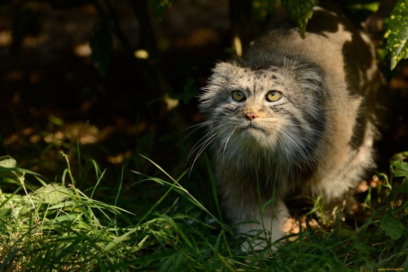Манул кошка