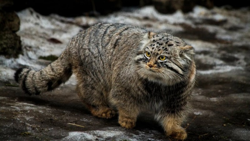 Манул Otocolobus manul