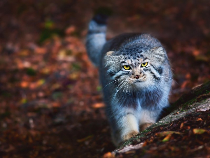 Сибирский дикий кот Манул