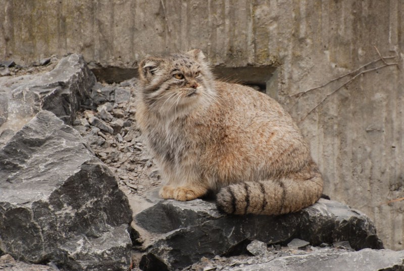 Кошки породы Манул