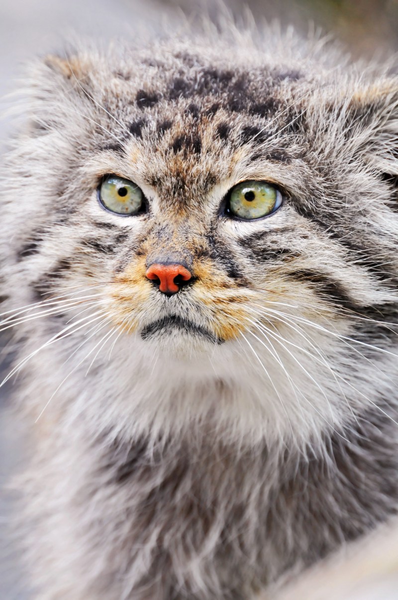 Кот Манул