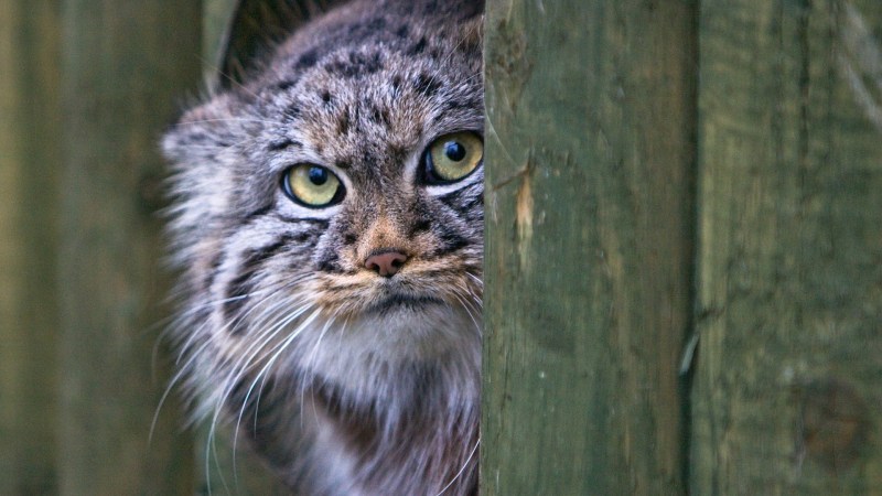 Кот Манул спит