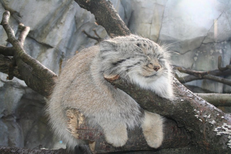Камышовый кот Манул