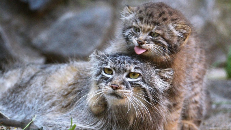 Кот Манул