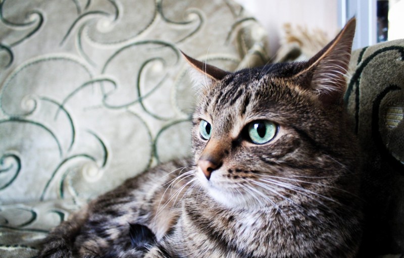 Без породистые коты