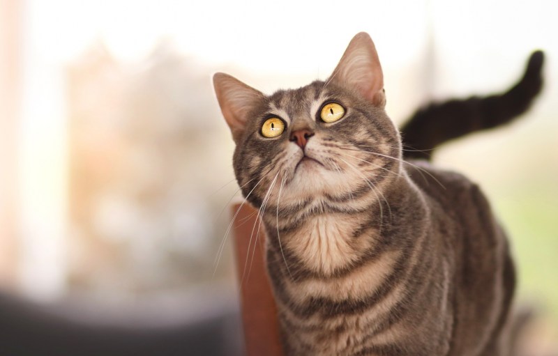 Морда кота сверху