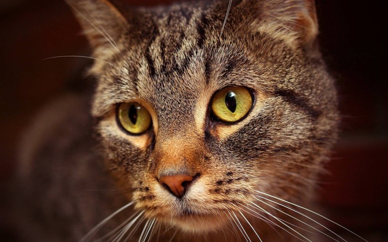 Морда кота
