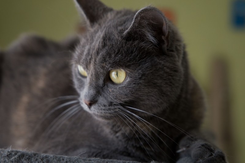 Кошка серая