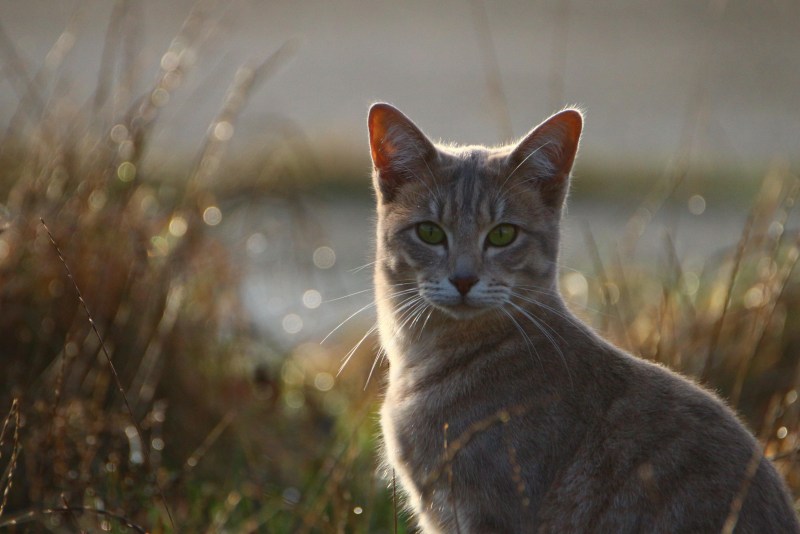 Коричневый котенок на природе