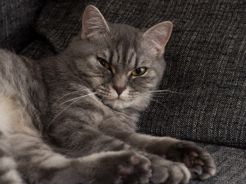 Кошка Сибирская британка