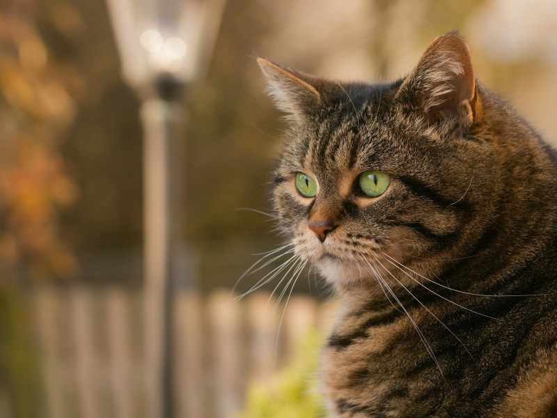 Коричневые полосатые коты
