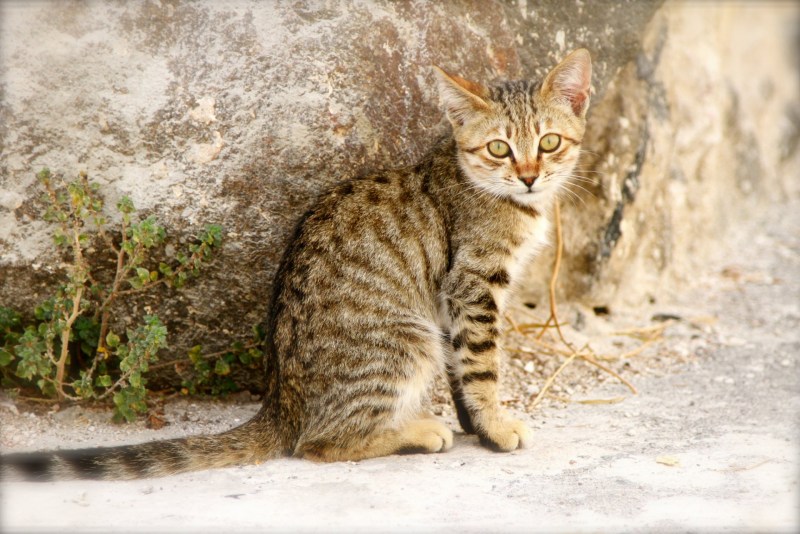 Бурая полосатая кошка
