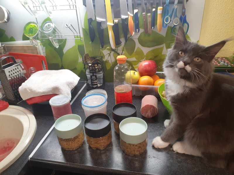 Вес котенка Мейн куна в 1 месяц