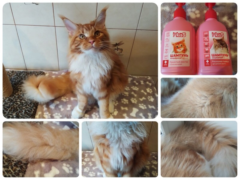 Котёнок Мейн кун 1 год