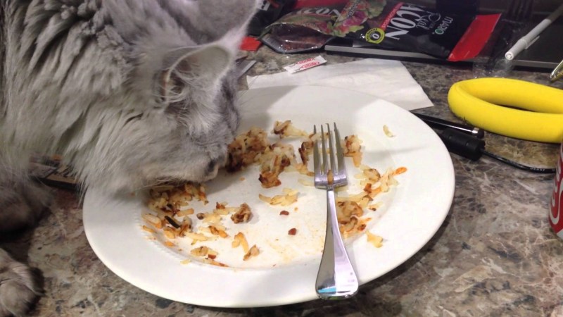 Кормление Мейн куна сырым мясом