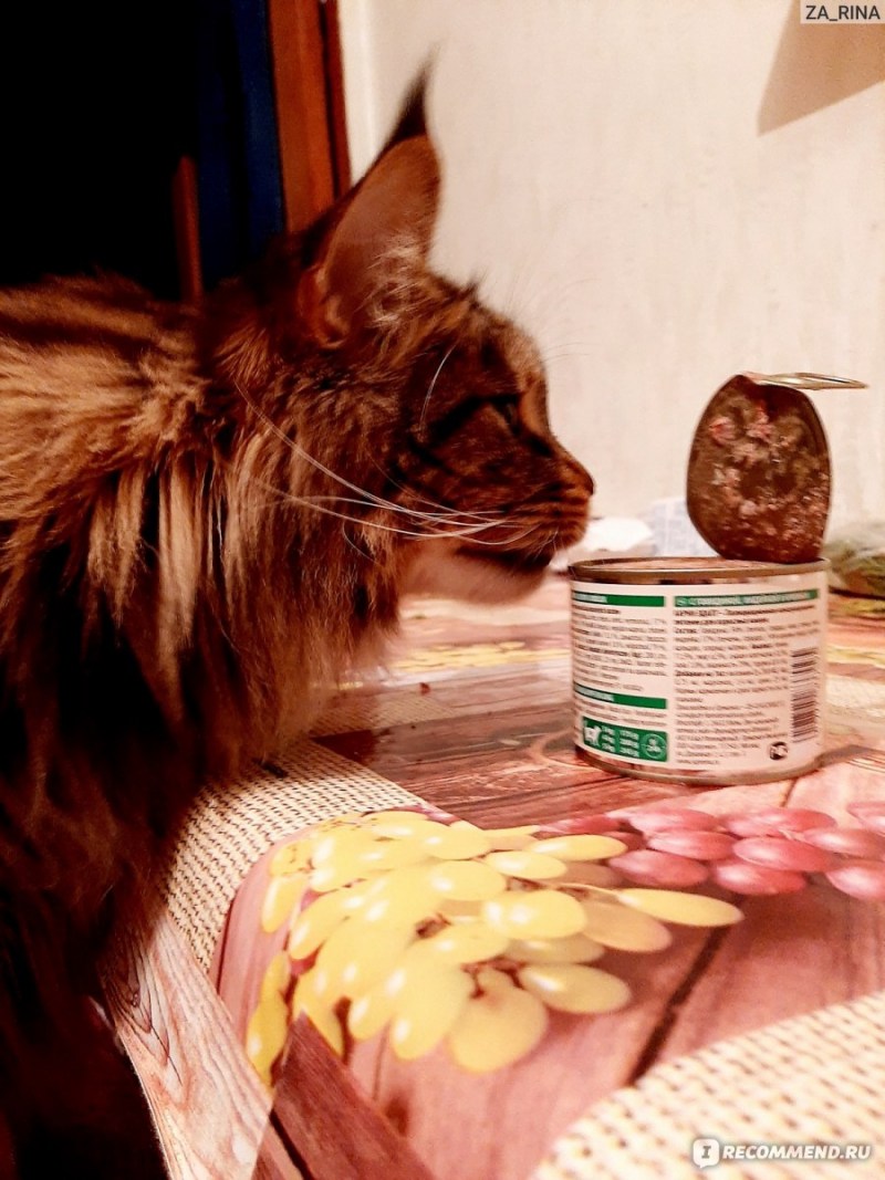 Питание для котят