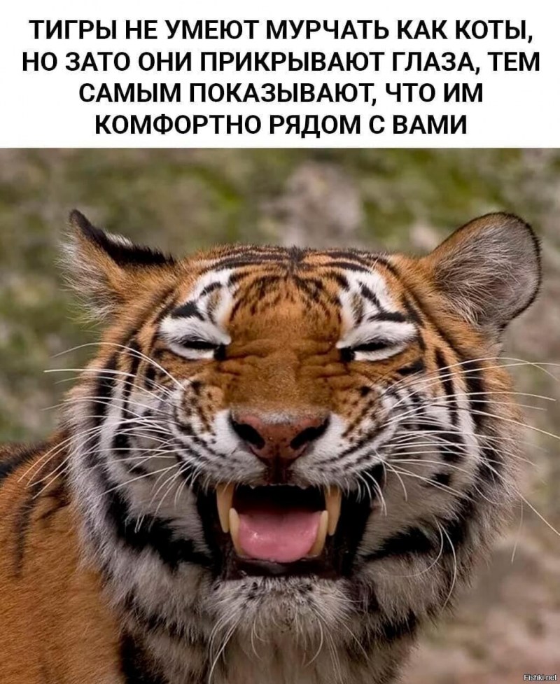 Тигр улыбается