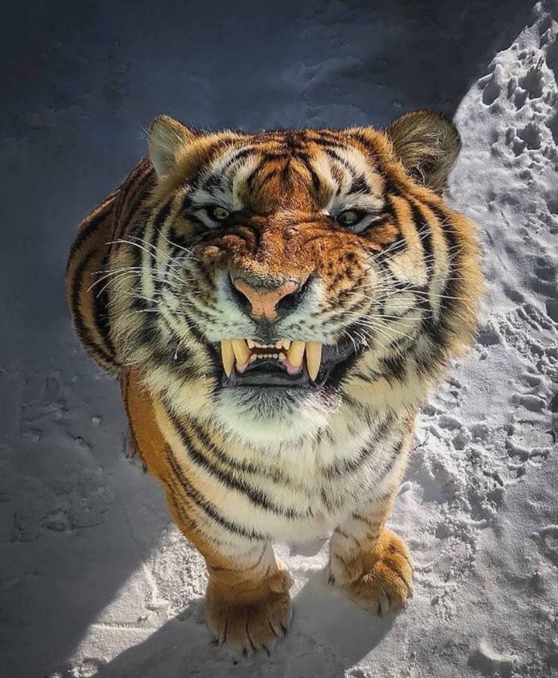Тигр улыбается
