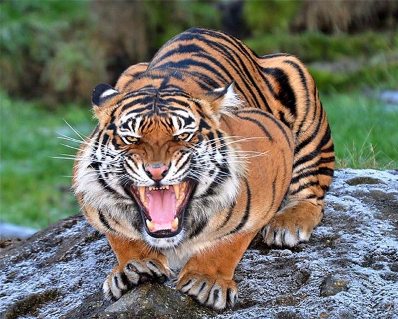 Необычный тигр