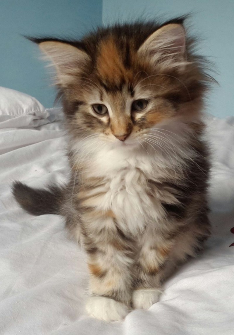 Норвежские Лесные котята