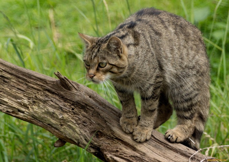 Шотландский дикий Лесной кот