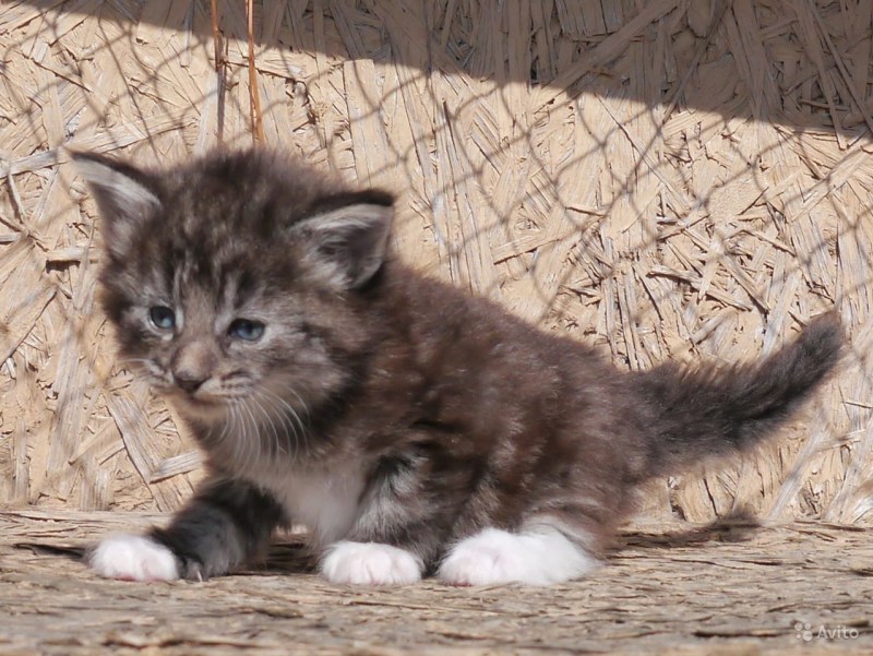 Норвежская Лесная котенок мраморный