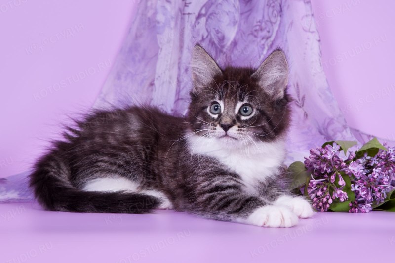 Норвежская кошка котята