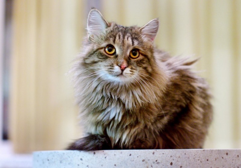 Сибирский кот лесного окраса