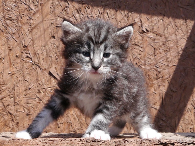 Норвежская Лесная котенок мраморный