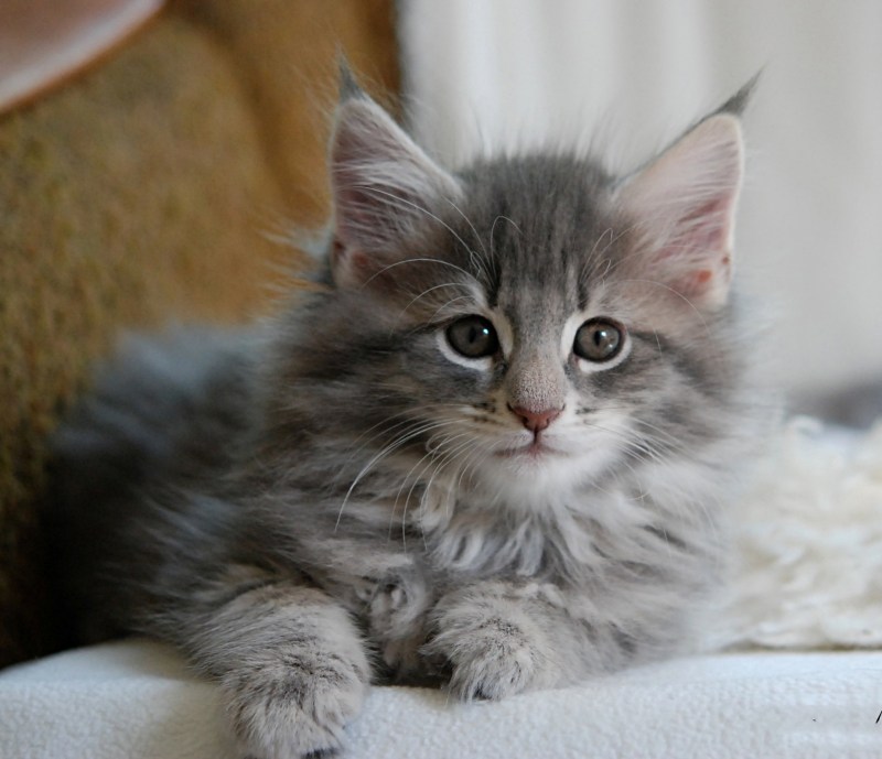 Норвежская Лесная кошка котята