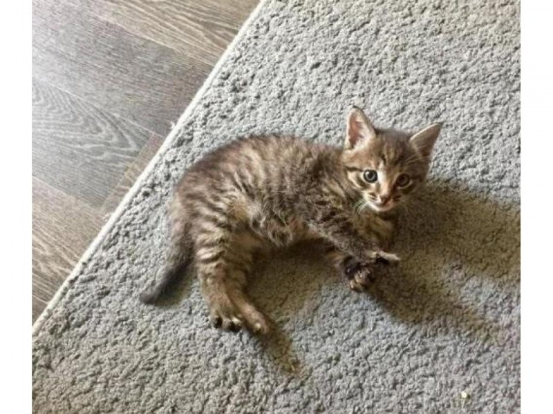 Котята лесного окраса
