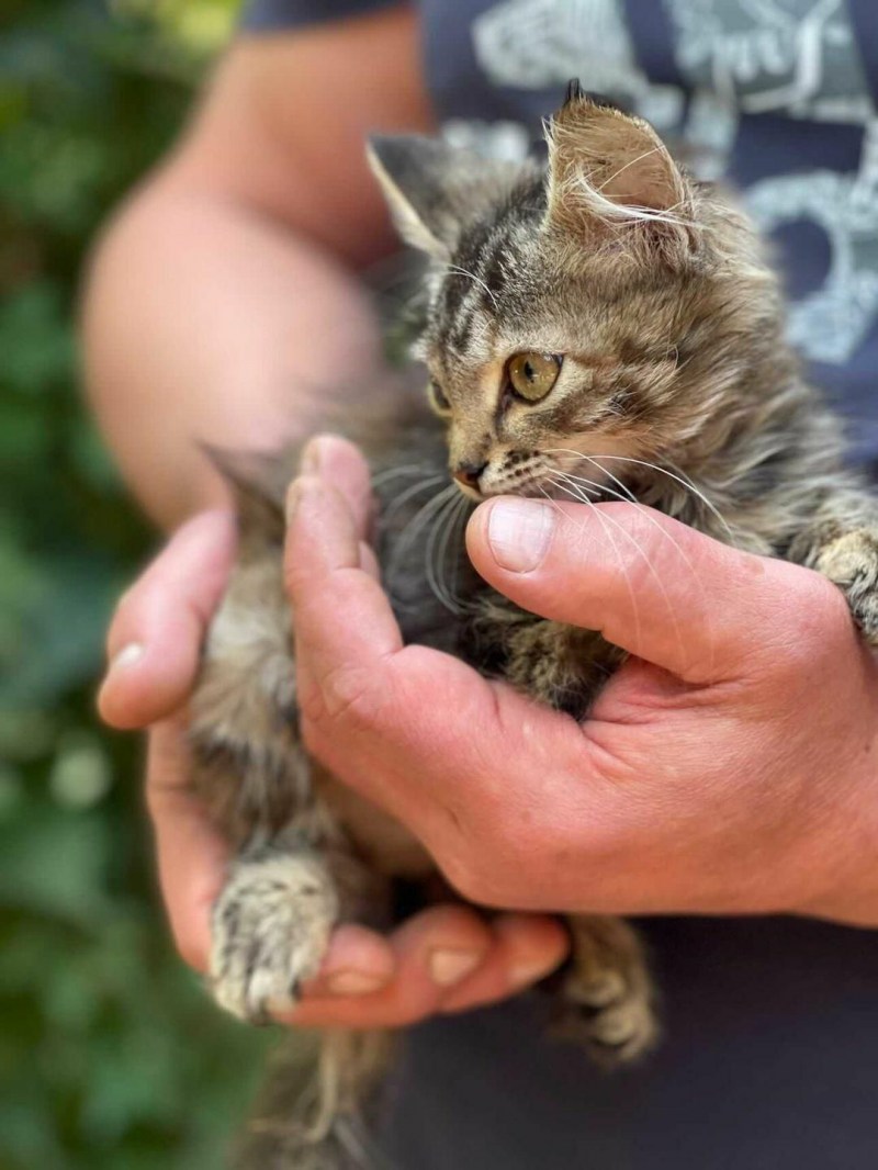 Рыжий длинношерстный Сибирский кот