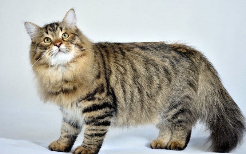 Норвежская Лесная кошка котята