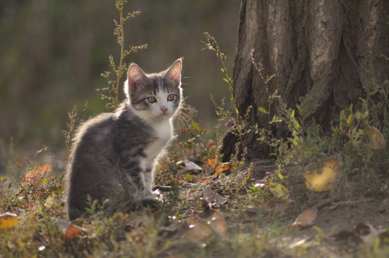 Сибирская кошка