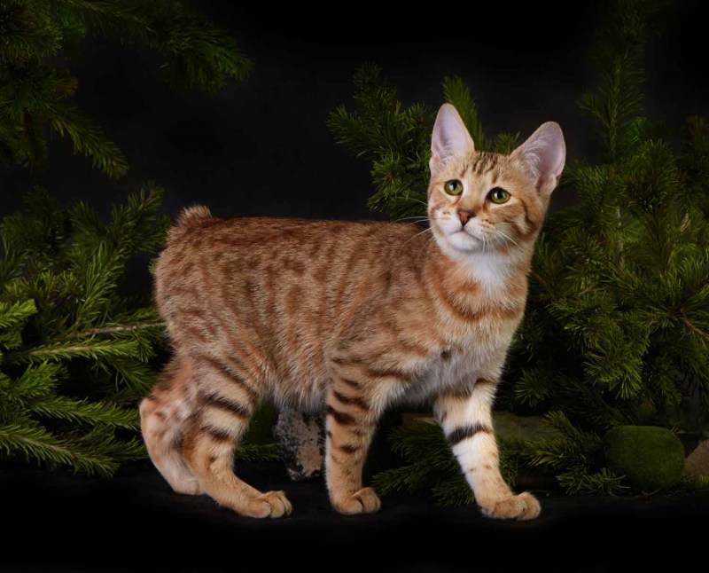 Норвежская Лесная кошка табби