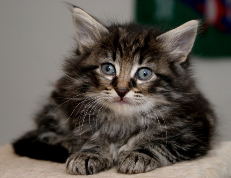Норвежский Лесной кот черный дым