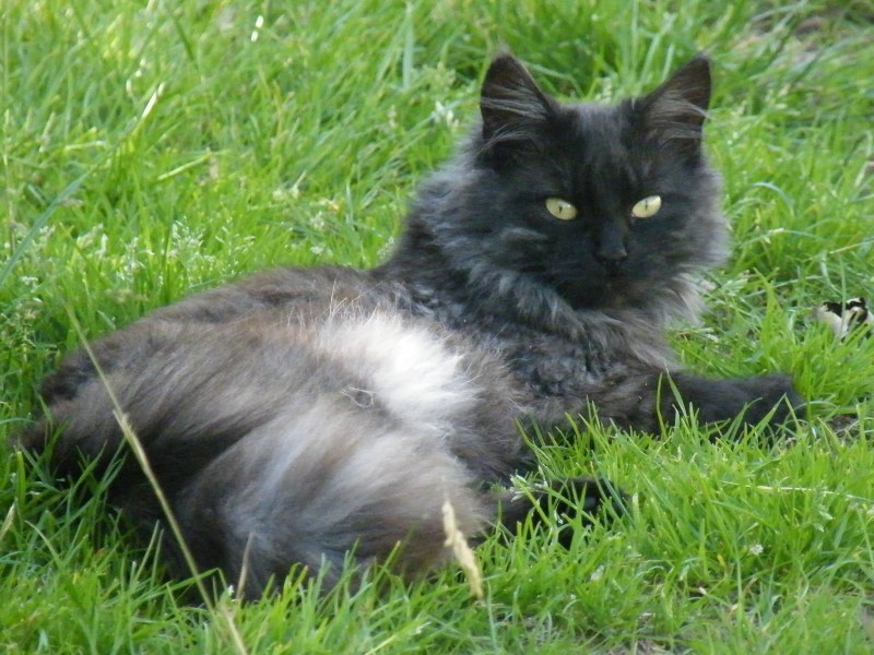 Норвежская Лесная кошка котята