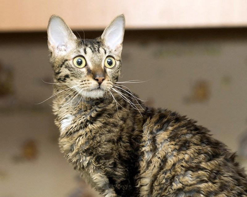 Уральский рекс короткошерстный